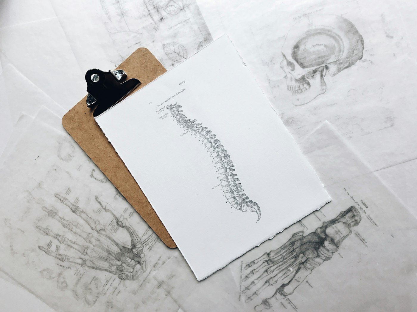 Clipboard with a printed illustration of the human spine